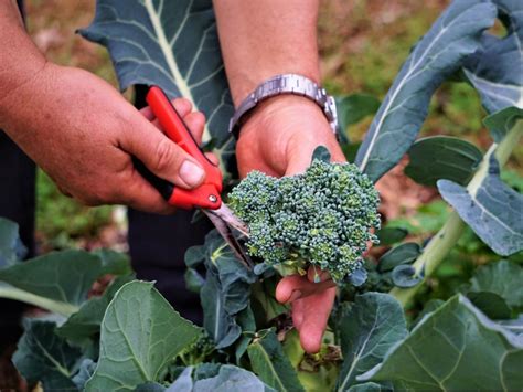 When to harvest broccoli. Things To Know About When to harvest broccoli. 